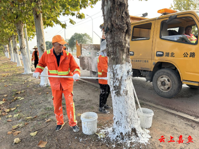 嘉鱼：为行道树“美白” 确保顺利过冬