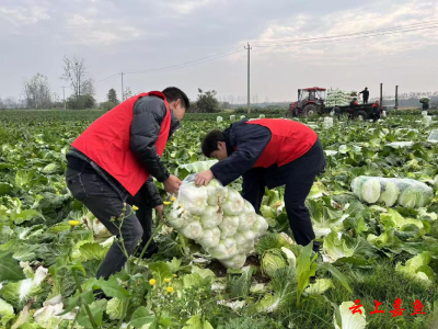 嘉鱼北收费站：蔬菜收获正当时 志愿服务助农忙