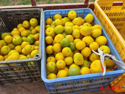 高铁岭镇：香柚挂果了