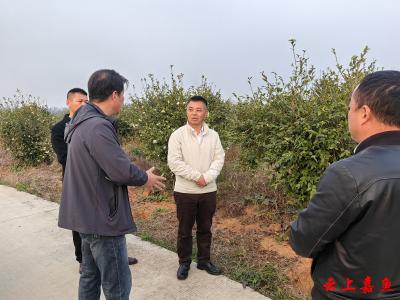 县领导调研督导食品安全及林长制工作