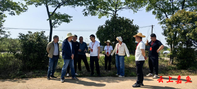 高铁岭镇人大:田埂上为香柚“把脉开方”
