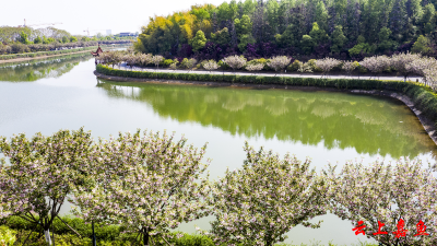 组图｜官桥八组：樱花盛放蝶竞舞