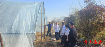 鱼岳镇人大第一代表小组为护县洲村产业发展“把脉问诊”