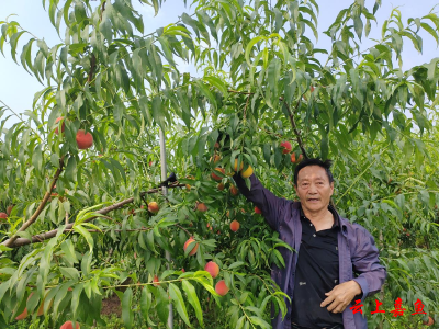 渡普镇大路铺村特色果园铺就致富路