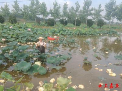 藕塘变身“聚宝盆”：村民巧捕生态虾 废藕循环变“绿肥”