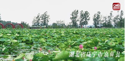 接天莲叶无穷碧 嘉鱼荷花别样红