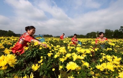 通城有一个村遍地“黄金”，好多人都在抢！