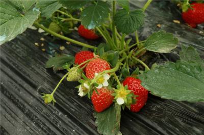 通城自产的首批草莓上市啦！