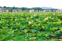 通城塘湖镇林湾村：荷花开出脱贫路