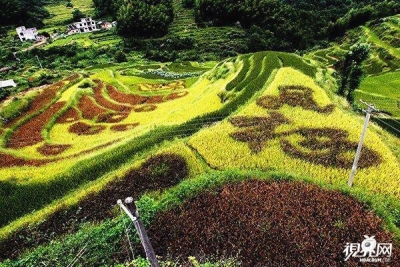 湖北农民种七彩稻喜迎十九大