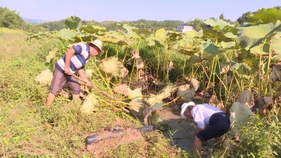 马港踏水村优质田藕成熟待售 