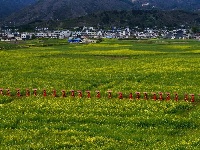 通城县油菜花摄影比赛作品精选