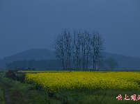 通城县油菜花摄影比赛作品精选