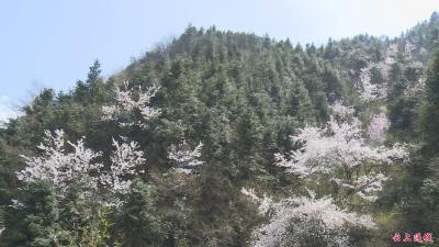 魅力东山：野生樱花嘉年华  开出乡村振兴“新花样”