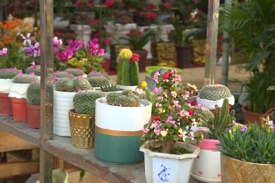 通城：疫情之下，绿植花卉市场有序复市