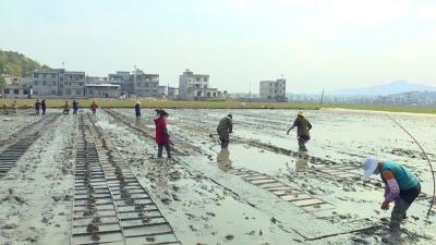 【战疫情促农业发展⑨】黎明海：通城建材商人转型种稻的致富路