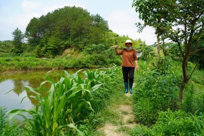 【决战决胜 脱贫攻坚⑩】周美桃：与命运抗争 走上养殖脱贫致富路