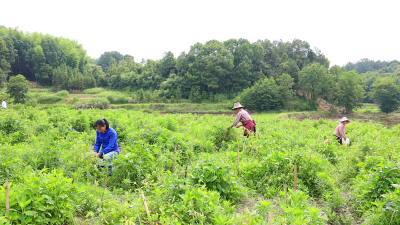 【决战决胜 脱贫攻坚⑫】扶贫基地采摘忙 金银花开换“金银”