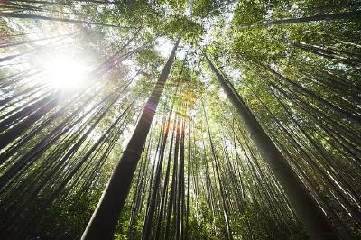 【楚天诗苑】竹林消夏