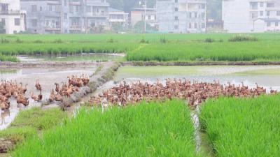 【战疫情促农业发展⑯】稻鸭共育新模式 生态经济双丰收
