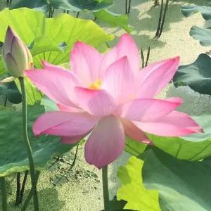 【楚天诗苑】六月，在心间种一朵莲，守一份初心与清廉。