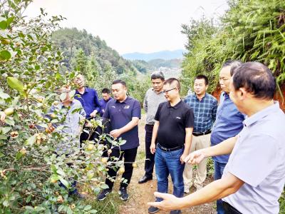 【油茶熟了】通城县加强督办规范油茶采摘秩序