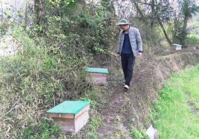 【农业动态③】卢金刚：田间养蜂有奔头 幸福生活甜如蜜