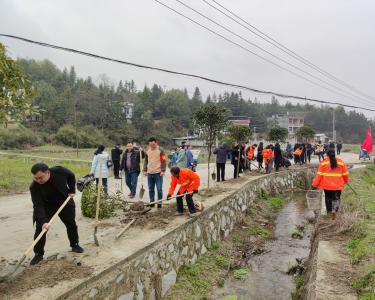 通城县马港镇：植树护河齐推进 共建绿色新农村