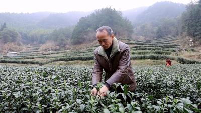【农业动态②】吴海：“ 60 ”后回乡创业办茶园，种茶叶帮扶乡亲增收 