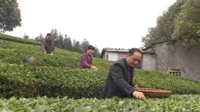 【农业动态⑤】徐进利：农家汉子的“茶叶梦”