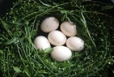 今天是三月三，斑菜煮鸡蛋，你吃了吗？