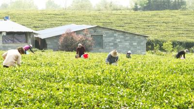 【农业动态⑩】大柱山茶厂：品质+创新 片片绿茶变“金叶”