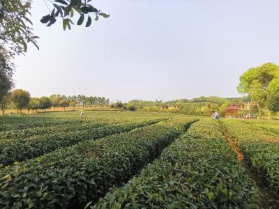 【农业动态⑪】锦山茶厂：春来茶香飘山间 采茶制茶忙不停 