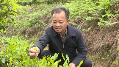 【劳模风采⑥】吴海燕：有机农业的追梦人