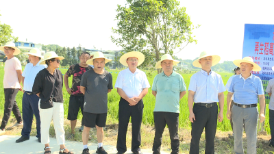 全市农业专家齐聚通城探讨水稻产业高质量发展