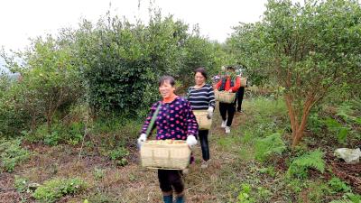 通城县定武油茶专业合作社：“金果”满枝头 油茶喜丰收