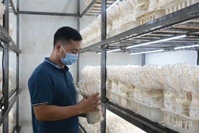起步镇：菌菇撑起畲乡“致富伞”