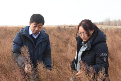 妙用“吃盐植物”——科研人员利用盐生植物改良盐碱地
