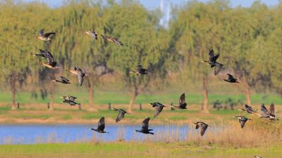 武汉持续治理和保护水环境：湖泊变公园 候鸟“打卡”栖息