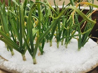 图集丨通城城区也下雪啦~