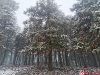 图集丨通城今冬第一场雪