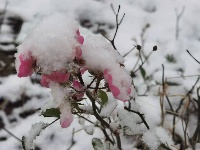 图集丨通城城区也下雪啦~