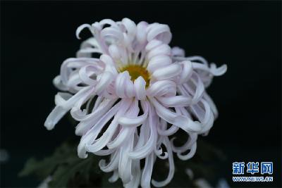 万朵菊花展 冬日也绚烂