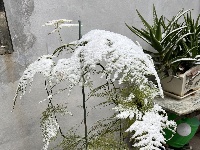 图集丨通城城区也下雪啦~