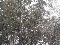 图集丨通城今冬第一场雪