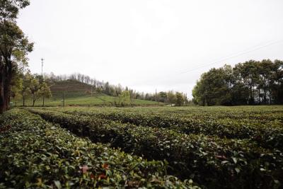 刘中英调研茶产业发展时强调：提升品质和品牌 推动茶产业高质量发展