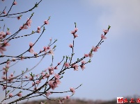 图集丨阳春三月 桃之夭夭 灼灼其华