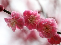 图集丨梅苑之春