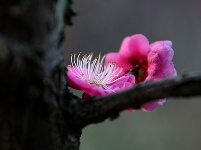 图集丨梅苑之春