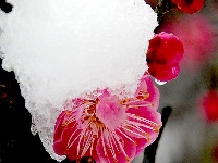 图集丨梅苑之春